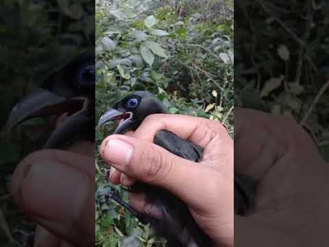 Suara Murai Irian Youtube