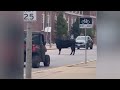 WATCH: Cow spotted roaming University of Illinois’ campus Wednesday afternoon