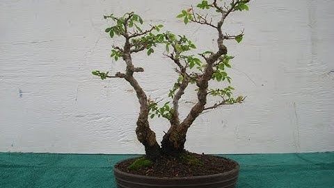 Triple Trunk Bonsai Style