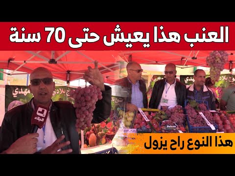 حمر بوعمر عنب ذو جودة عالية مهدد بالزوال في ولاية المدية شاهدوا