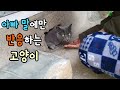 남해에서 집나간 러시안블루 고양이 찾기[고양이탐정]How to find a lost cat