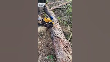The process of cutting a log using a hacksaw #shorts