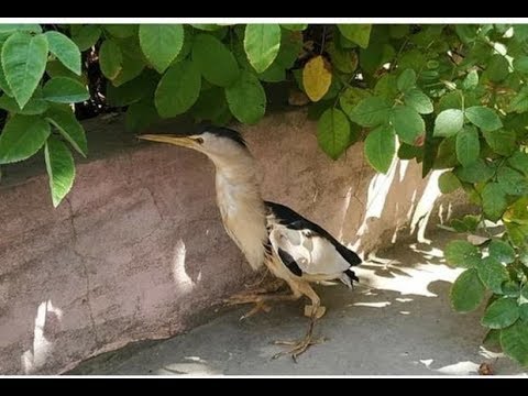 Video: Bir Peri Quşu Necə çəkilir