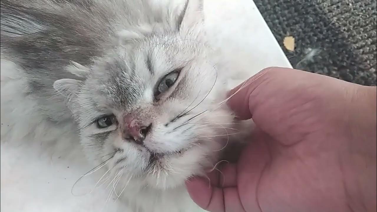 Massaging a Cat YouTube