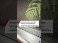 Shocking moment snake slithers across bedroom window in New South Wales
