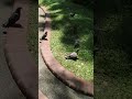 lovely birth on the streets