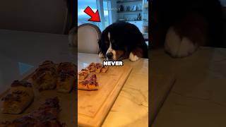 Never Let Your Dog See Pizza 🍕🐶 #shorts #dog