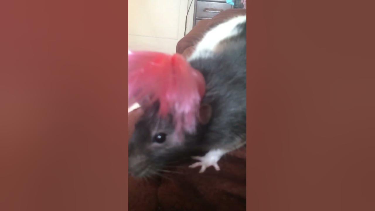 For The Love Of Rats Baby Jasmine Is Wearing A Pink Wig pet 