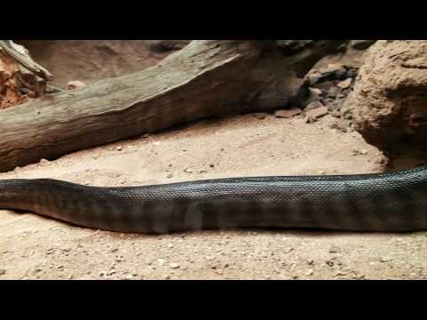 Woma Python at Australia Zoo