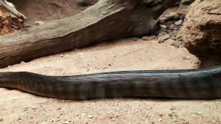 Celebrity Woma Python at Australia Zoo Profile