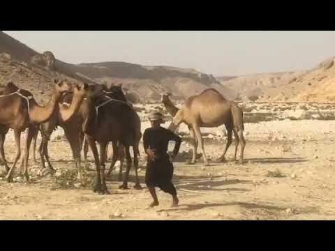 الشاب مسلم رعفيت ونشاط عند الأبل