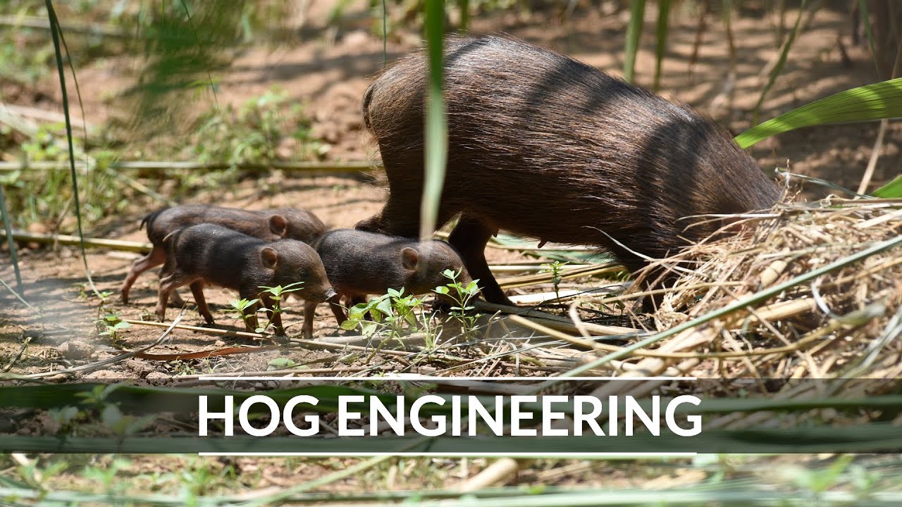 Pygmy Hogs: Hog Engineering | Best Homemaking Tips | Kaziranga | @RoundglassSustain