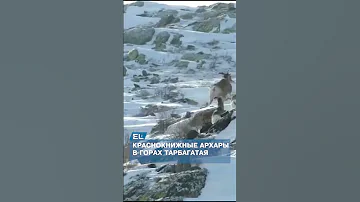 Краснокнижные архары в горах Тарбагатая