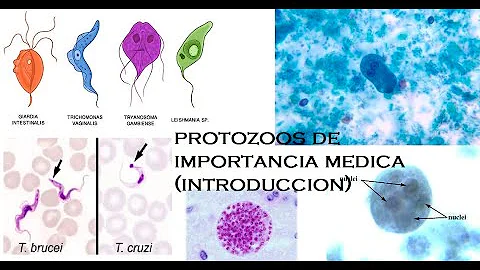 O que têm em um laboratório de parasitologia?