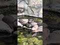 Baby Otters Are the Cutest Things Ever 🦦💕 #cuteanimals #otter #animals #zooanimals #punjabi