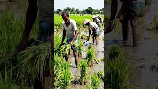 Paddy cutting#shorts#viral#explore#tv#show#short@exploreTV-show