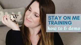 STAY ON ME TRAINING & Hand Taming SUGAR GLIDERS | how to & demonstration