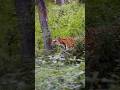 #music #tiger #wildlife #animals #song #comedy #nature #funny #love #cute #instagram #viral #shorts