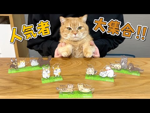 人気のワンちゃん猫ちゃんとのコラボグッズが出来ました！