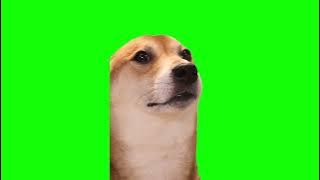 Green Screen Dancing Dog Meme