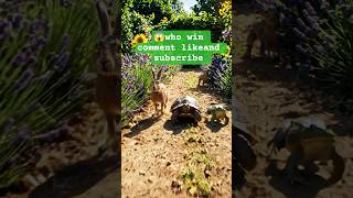 RACE OF ANIMAL IN A GARDEN 🏡 ITS VERY FUNNY MOMENTS #titmouse #sketchcomedy #funniestvideo
