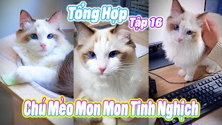 Tổng Hợp Chú Mèo Mon Mon Tinh Nghịch Tập 16 Úcưng Ậtnuôi Ómèohàihước