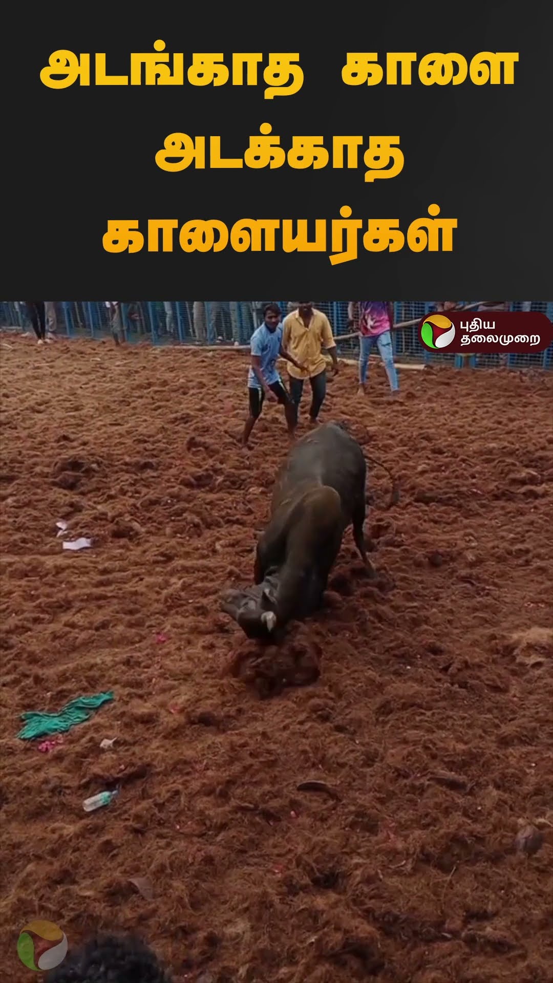 அடங்காத காளை அடக்காத  காளையர்கள் | #trichy | #jallikattu | #shorts