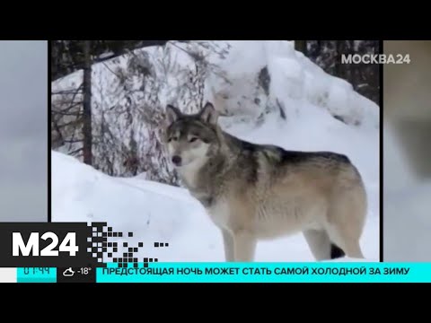 Волки начали выходить из подмосковных лесов в город - Москва 24