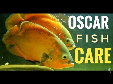How to care Oscar Fish (in Hindi) : care guide of Oscar fish : 10 things you should know about