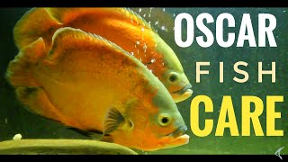 How to care Oscar Fish (in Hindi) : care guide of Oscar fish : 10 things you should know about Oscar