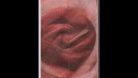 String-art time-lapse:  Red Rose in Full Bloom