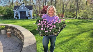 Planting a Drift of Thrift! Armeria a Hardy, Drought Tolerant, Long Blooming, Sun Loving Perennial!