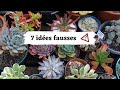 7 ides fausses concernant les succulentes  bien cultiver les succulentes