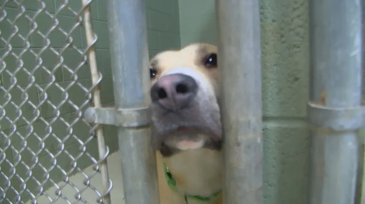 Horry County Animal Care Center encourages spay, neuter and microchipping ahead of new fees