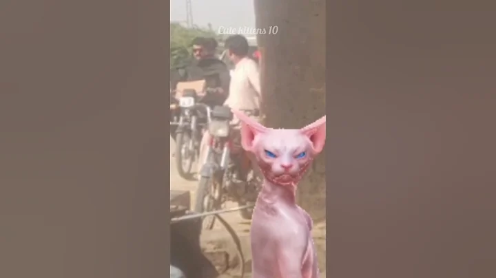 Watch the video about Sphinx cat 🐈 dancing cat 😺 funny cat videos 😝 #cat #funny #catlover #catvideos #shorts