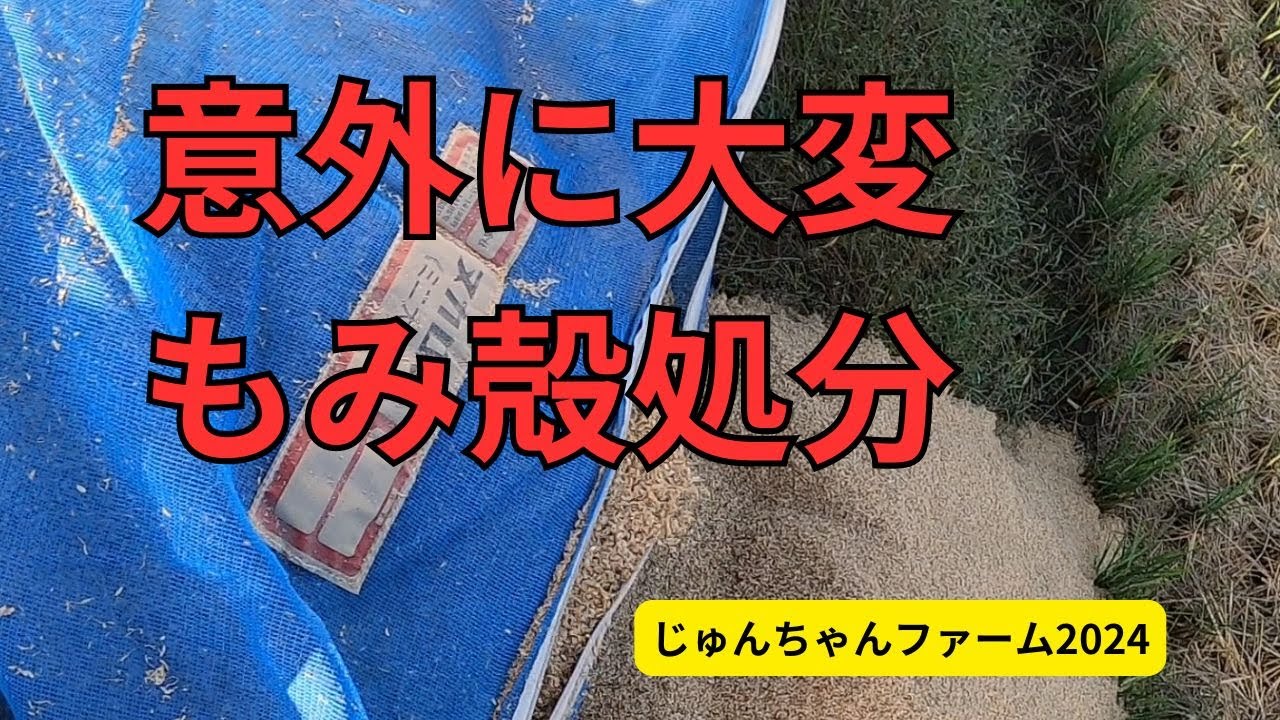 意外に大変な作業 もみ殻片付け 2024 10 01 - YouTube