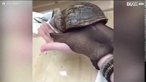One of the BIGGEST Snails in the World | LARGEST SNAIL EVER FOUND