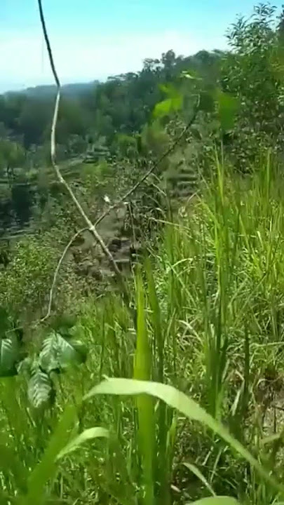 Pikat Ciblek Gunung/Cigun Poin Jantan
