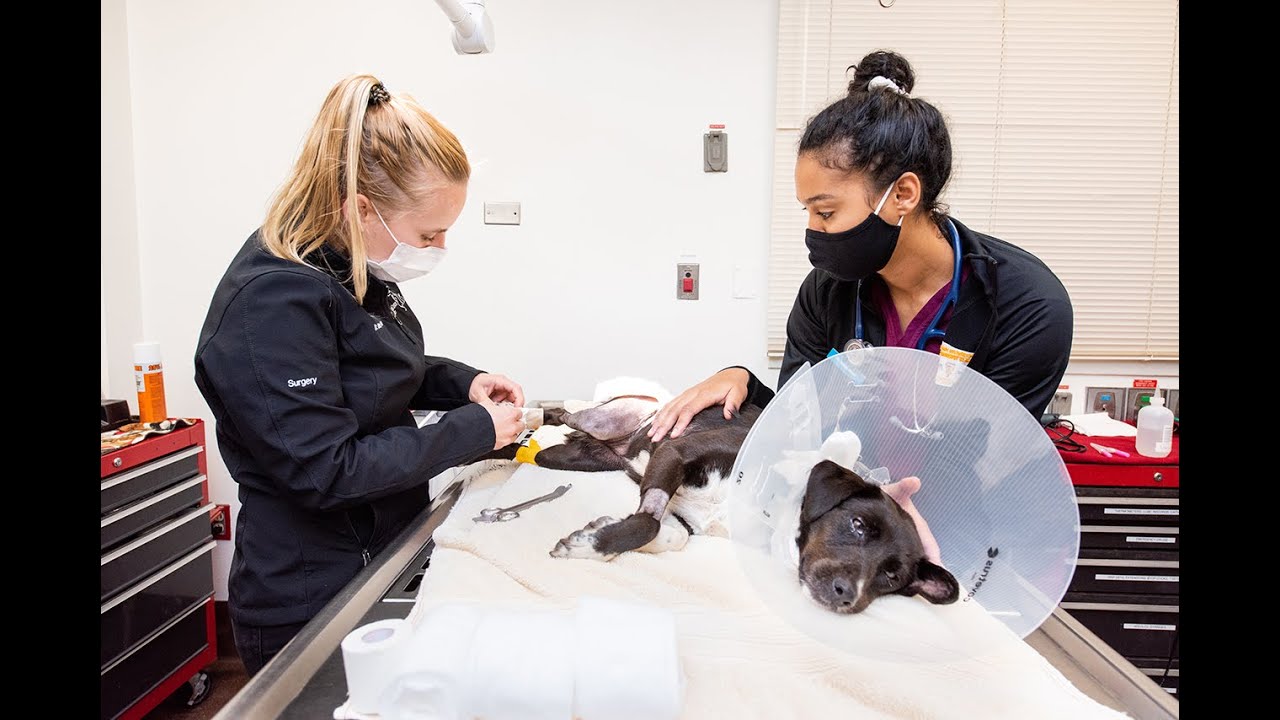 Building Expertise & Confidence Advanced Training for SmallAnimal