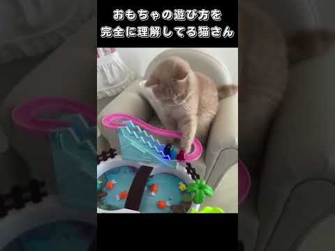 おもちゃの遊び方を完全に理解してる猫さん