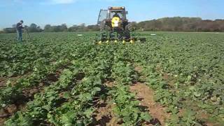 Garford Hooded Sprayer in Rape.AVI