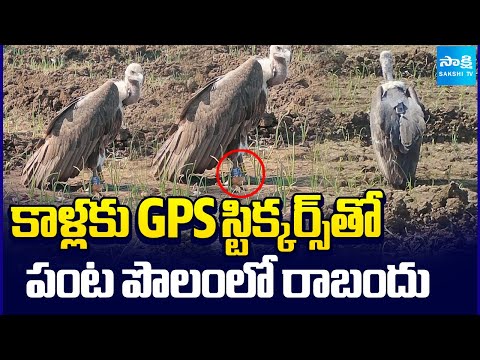 మెదక్ జిల్లాలో రాబందుల కలకలం | Vulture Spotted with GPS Stickers to Legs at Medak | Sakshi TV - SAKSHITV