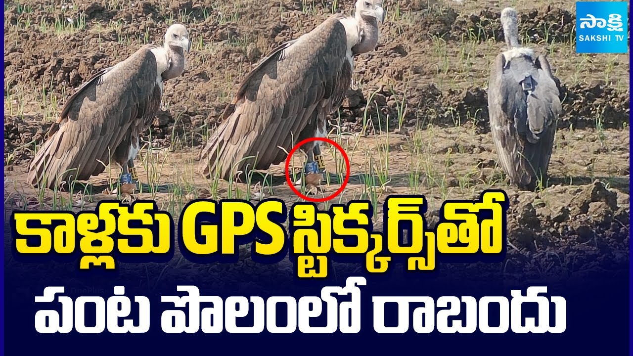 మెదక్ జిల్లాలో రాబందుల కలకలం | Vulture Spotted with GPS Stickers to Legs at Medak | Sakshi TV