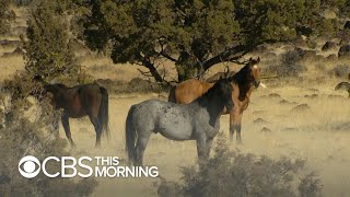 Wild horses have long been a feature of the american west but hundreds
are now being removed from remote section northern california because,
as often h...