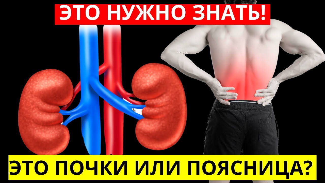 Почки отдают в поясницу