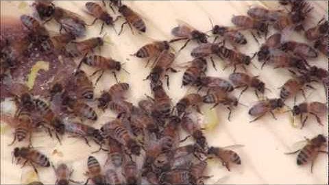 Top Bar Bee Hive Package Install - 20 Apr 2011