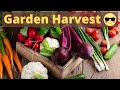 Garden Harvest 1