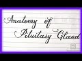 Pituitary Gland Anatomy