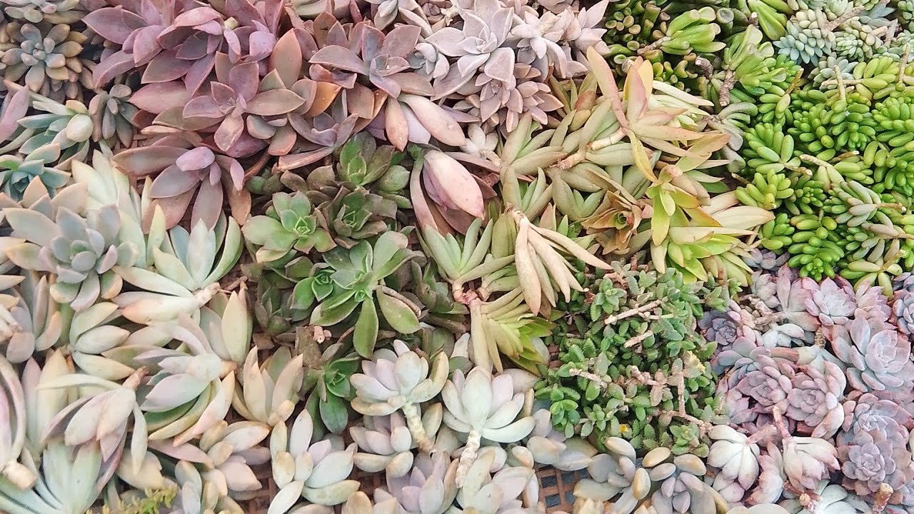 Como faço lembrancinhas de suculentas mais comuns pra eventos 😍