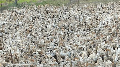 Amazing Duck Farm | Process of Producing Ducks For Eggs and Meat #wildlife #animals #shorts #cute